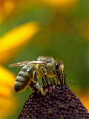 A rough bee on a flower (5)