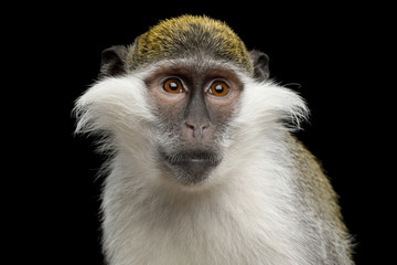 Close-up Portrait of Green Monkey Isolated on Black Background