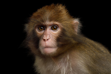 Naklejka premium Portriat z japońskiego makaka na białym tle na czarnym tle
