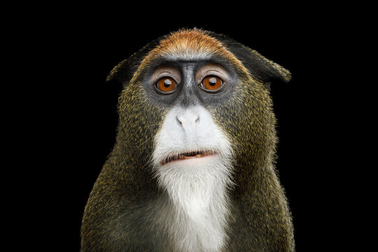 Close-up Portrait of Funny De Brazza's Monkey on Isolated Black Background