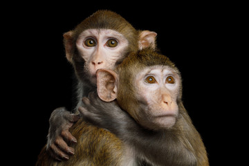 Portrait of Two Monkey Hugging, Crab-eating and Rhesus macaque on Isolated Black Background