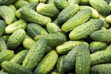 a lot of young cucumbers as background