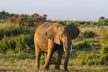 Fototapeta na wymiar Huge elephant. Savanna. Amboseli national park. Kenya, Kilimanjaro mountain.