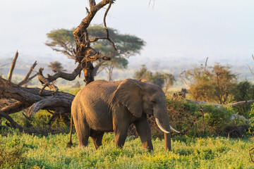 Fototapeta premium Elephants from savanna of Amboseli. Kenya, Kilimanjaro mountain.