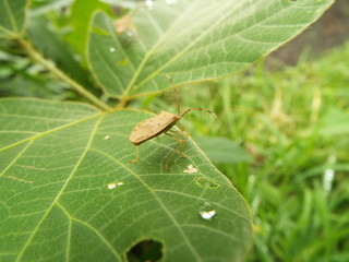 ホシハラビロヘリカメムシ stink bug