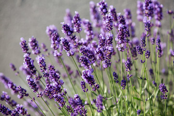 Fototapeta premium Garden with the flourishing lavender