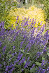 Garden with the flourishing lavender