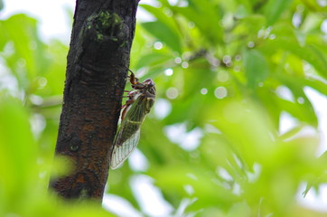 木に止まって鳴く蝉