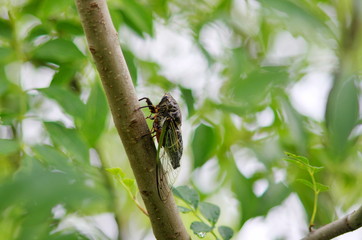 木に止まって鳴く蝉