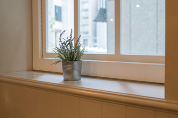Lavender plant in terracotta pot on the window