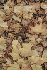 autumn background with dried leaves