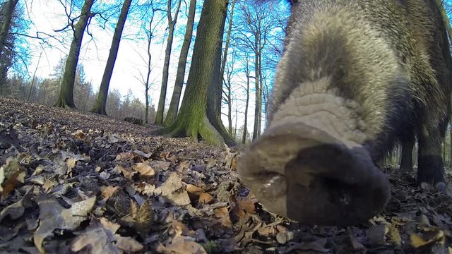 Schwarzwild, Bache mit Frischlinge, M&auml;rz, Nahaufnahme, Weitwinkel, Gopro