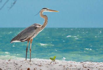 Great Blue Heron