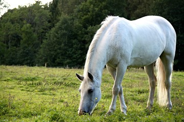 Obraz na płótnie Canvas White horse eating 