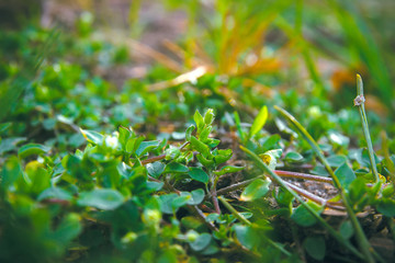 green round leaves surface textures background