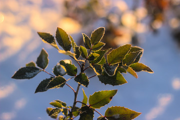 Perspective view on green winter leaves