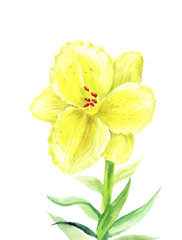 yellow Lilium