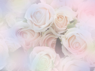 rose flowers soft style with vintage filter effect