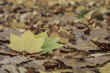 dried autumn leaves