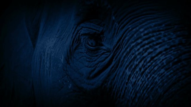 Elephant At Night Closeup