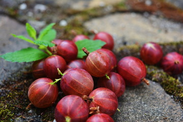 Gooseberry