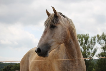 cheval dans un pré