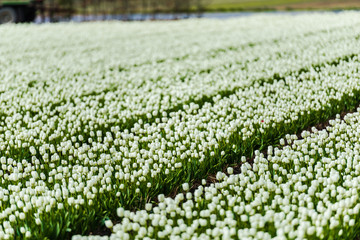 Flowers fields