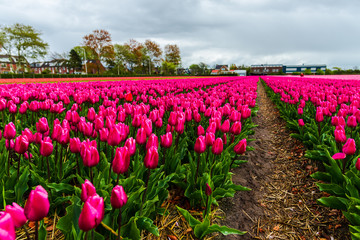 Obraz premium Flowers fields