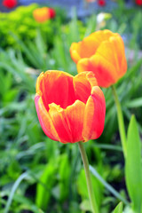 tulips on the flower-bed