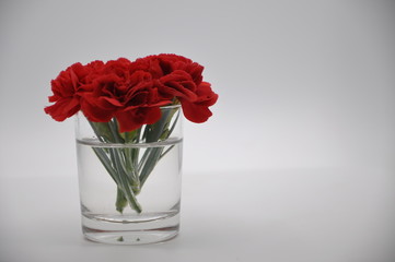 Red carnation. Red flowers with white background. Dianthus caryophyllus.