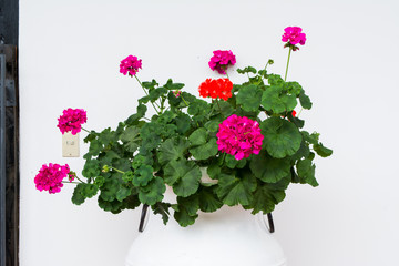 san sebastian del oeste