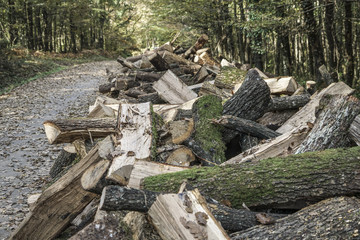 Fototapeta na wymiar Log stacks along the forest road