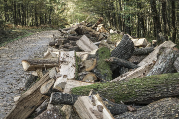 Log stacks along the forest road