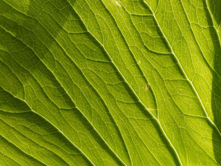 Blatt in Trendfarbe 2017 Greenery - Pantone 15-0343 - im Gegenlicht