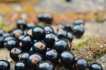  Black currant