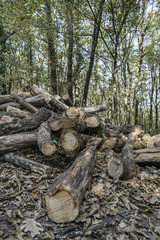 Cut and stacked wood logs in forest