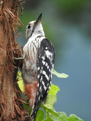 white-backed woodpecker 