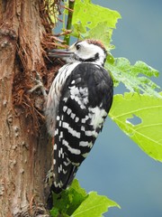 white-backed woodpecker 
