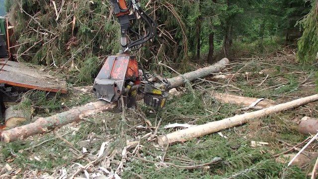 Forestry - on-site processing and delimbing of tree for lumber, Harvester for wood processing, Cutting coniferous trunk , Timber harvesting,