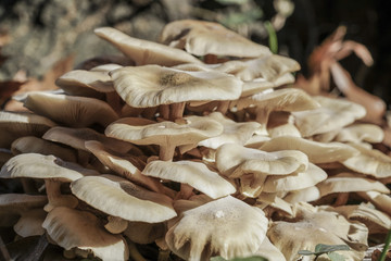 closeup of wild mushrooms at forest