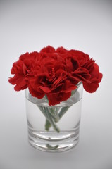 Red carnation. Red flowers with white background. Dianthus caryophyllus.