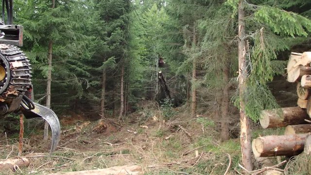 Timber transport by cable car in the woods, Timber harvesting