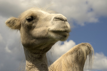 Obraz premium Белый верблюд.