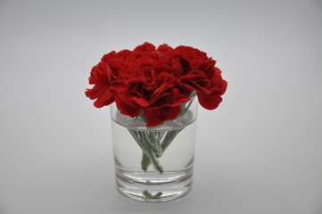 Red carnation. Red flowers with white background. Dianthus caryophyllus.