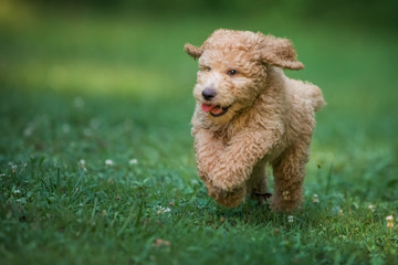 running puppy