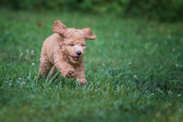 running puppy