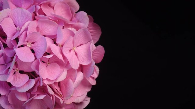 Closeup rotation of light pink hydrangea against black background with copy space. 4K top view.
