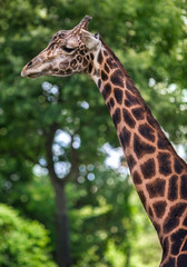 giraffe profile 