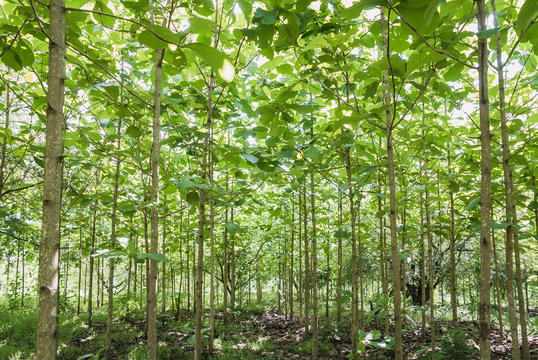 Golden teak tree growing and green leaves in the wind. Many teak trees are beautiful in nature and are environmentally friendly. Reforestation, natural healing Energy savings