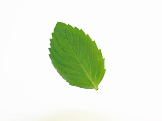 Mint Leaf Isolated